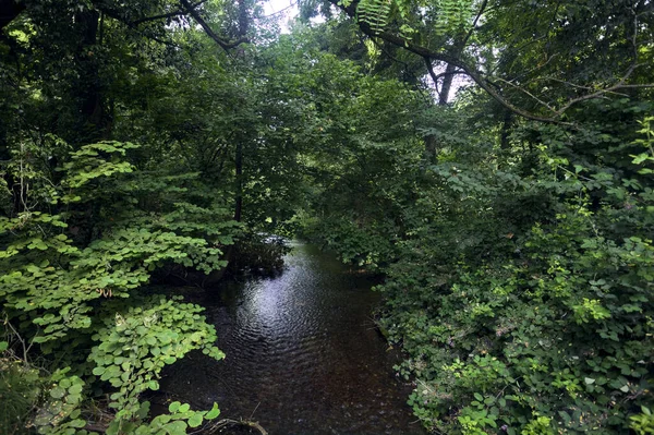 森の中を小川が流れ — ストック写真