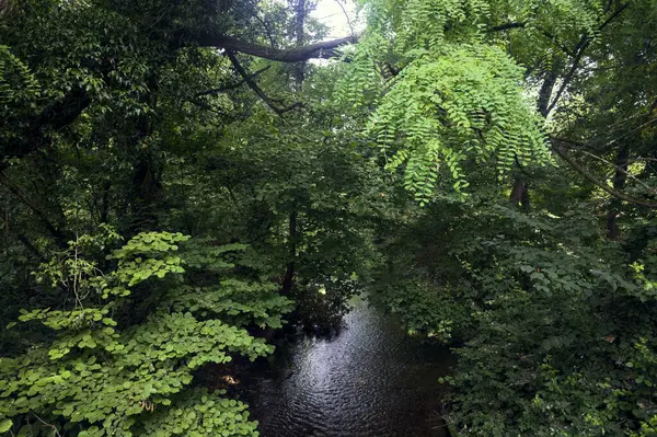 Üzerinde ağaçlar olan bir ormanda akarsu.