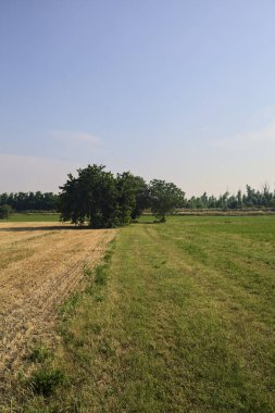 Güneşli bir yaz gününde, İtalya kırsalında biçilmiş bir tarlada ıssız ağaçlar.