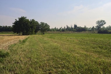 Güneşli bir yaz gününde, İtalya kırsalında biçilmiş bir tarlada ıssız ağaçlar.