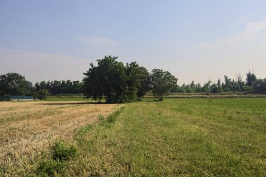 Güneşli bir yaz gününde, İtalya kırsalında biçilmiş bir tarlada ıssız ağaçlar.