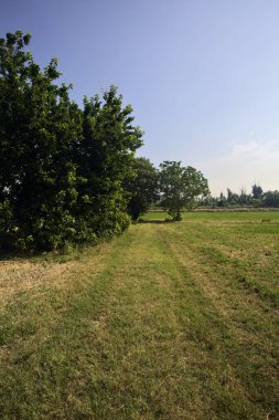 Güneşli bir yaz gününde, İtalya kırsalında biçilmiş bir tarlada ıssız ağaçlar.