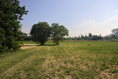 Güneşli bir yaz gününde, İtalya kırsalında biçilmiş bir tarlada ıssız ağaçlar.