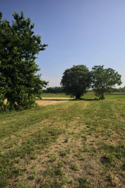 Güneşli bir yaz gününde, İtalya kırsalında biçilmiş bir tarlada ıssız ağaçlar.