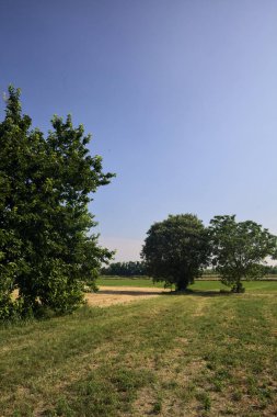 Güneşli bir yaz gününde, İtalya kırsalında biçilmiş bir tarlada ıssız ağaçlar.