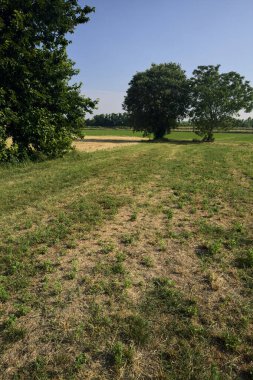 Güneşli bir yaz gününde, İtalya kırsalında biçilmiş bir tarlada ıssız ağaçlar.