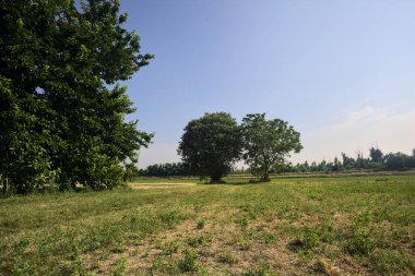 Güneşli bir yaz gününde, İtalya kırsalında biçilmiş bir tarlada ıssız ağaçlar.