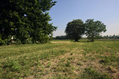 Güneşli bir yaz gününde, İtalya kırsalında biçilmiş bir tarlada ıssız ağaçlar.