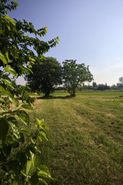 Güneşli bir yaz gününde, İtalya kırsalında biçilmiş bir tarlada ıssız ağaçlar.