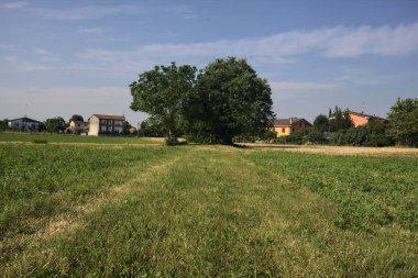 İtalya 'nın kırsal kesimlerinde güneşli bir yaz gününde bir köyün kenarındaki tarlanın ortasında bir grup ağaç.