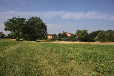 İtalya 'nın kırsal kesimlerinde güneşli bir yaz gününde bir köyün kenarındaki tarlanın ortasında bir grup ağaç.