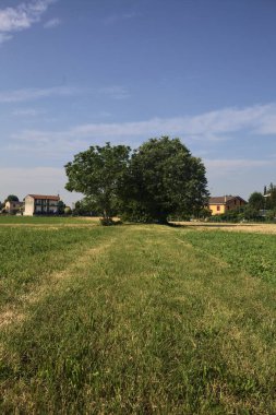 İtalya 'nın kırsal kesimlerinde güneşli bir yaz gününde bir köyün kenarındaki tarlanın ortasında bir grup ağaç.