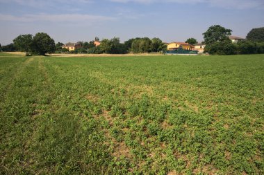 İtalya 'nın kırsal kesimlerinde güneşli bir yaz gününde bir köyün kenarındaki tarlanın ortasında bir grup ağaç.