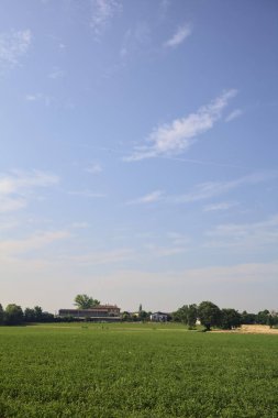 İtalya 'nın kırsal kesimlerinde güneşli bir yaz gününde bir köyün kenarındaki tarlanın ortasında bir grup ağaç.