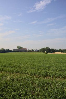 İtalya 'nın kırsal kesimlerinde güneşli bir yaz gününde bir köyün kenarındaki tarlanın ortasında bir grup ağaç.