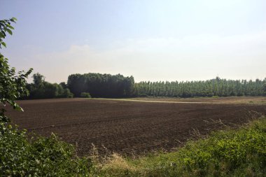 İtalya 'da güneşli bir günde, toprak setten görünen koruluğa giden bir patika.