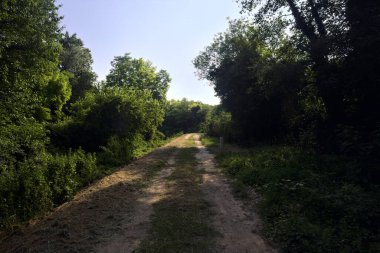 İtalya kırsalında güneşli bir günde parkta kirli bir patika.