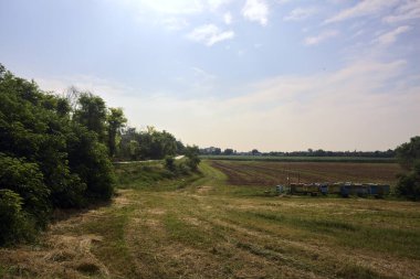 İtalya 'nın kırsal kesimlerinde bir yaz günü tarlanın kenarındaki ağacın yanında arı kovanları.