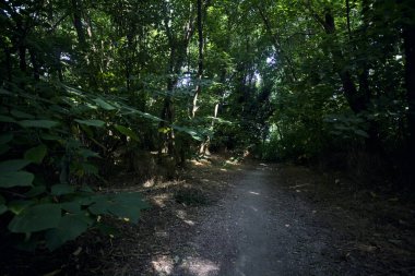 İtalya kırsalında güneşli bir günde ağaçların arasından geçen bir ormanın ortasındaki patikada.