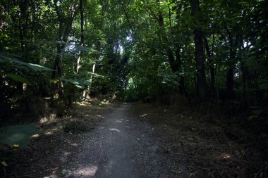 İtalya kırsalında güneşli bir günde ağaçların arasından geçen bir ormanın ortasındaki patikada.