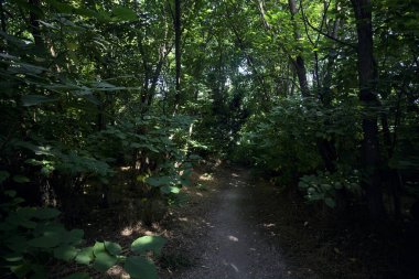 İtalya kırsalında güneşli bir günde ağaçların arasından geçen bir ormanın ortasındaki patikada.