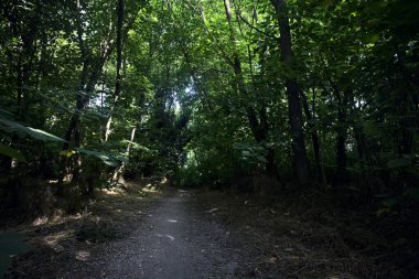 İtalya kırsalında güneşli bir günde ağaçların arasından geçen bir ormanın ortasındaki patikada.