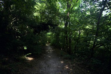 İtalya kırsalında güneşli bir günde ağaçların arasından geçen bir ormanın ortasındaki patikada.