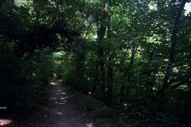 İtalya kırsalında güneşli bir günde ağaçların arasından geçen bir ormanın ortasındaki patikada.