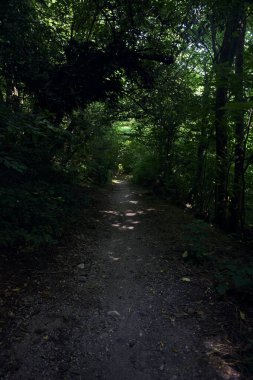 İtalya kırsalında güneşli bir günde ağaçların arasından geçen bir ormanın ortasındaki patikada.