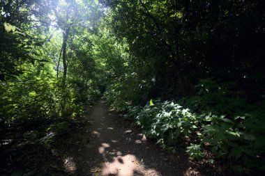 İtalya kırsalında güneşli bir günde ağaçların arasından geçen bir ormanın ortasındaki patikada.