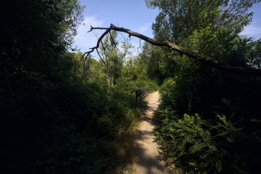 İtalya kırsalında güneşli bir günde üzerinde bir dal olan bir parkta patika.