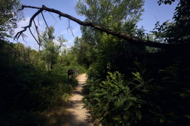 İtalya kırsalında güneşli bir günde üzerinde bir dal olan bir parkta patika.