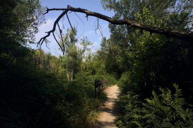 İtalya kırsalında güneşli bir günde üzerinde bir dal olan bir parkta patika.