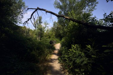 İtalya kırsalında güneşli bir günde üzerinde bir dal olan bir parkta patika.