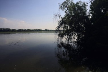 Ağlayan söğüt ve sudaki yansıması güneşli bir günde, İtalya 'nın kırsalında.