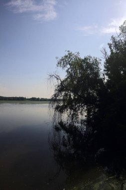 Ağlayan söğüt ve sudaki yansıması güneşli bir günde, İtalya 'nın kırsalında.