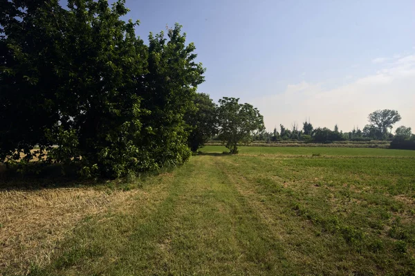 Odizolowane Drzewa Skoszonym Polu Słoneczny Letni Dzień Włoskiej Wsi — Zdjęcie stockowe