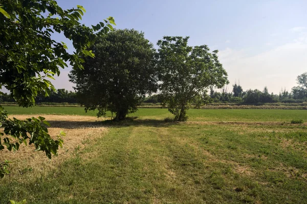 Vereinzelte Bäume Auf Einem Gemähten Feld Einem Sonnigen Sommertag Der — Stockfoto