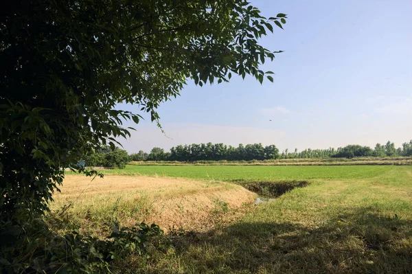 Trees Dry Trench Field Sunny Summer Day Italian Countryside — Stock Photo, Image