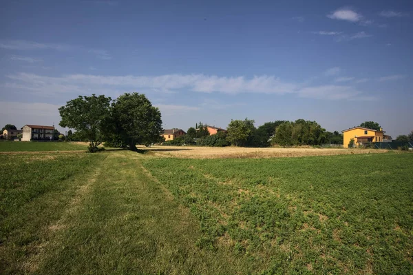 stock image Group of trees in the middle of a field by the edge of a village on a sunny summer day in the italian countryside