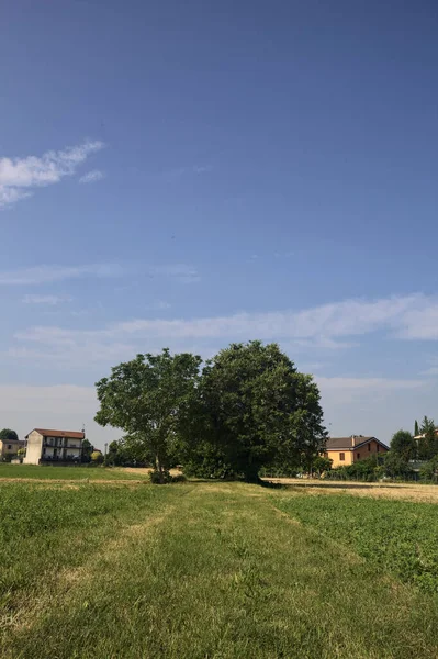 Skupina Stromů Uprostřed Pole Okraji Vesnice Slunečného Letního Dne Italském — Stock fotografie