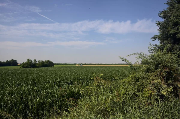 stock image Cultivated field being irrigated with groves on it on a summer day in the italian countryside