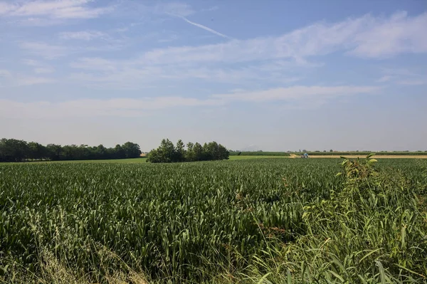 stock image Cultivated field being irrigated with groves on it on a summer day in the italian countryside