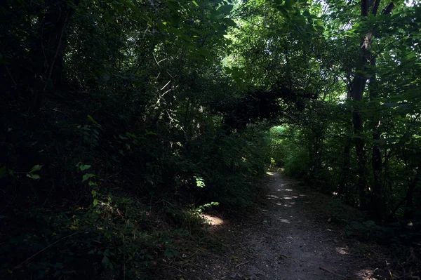 Ścieżka Środku Lasu Światłem Słonecznym Przechodzącym Przez Korony Drzew Nad — Zdjęcie stockowe