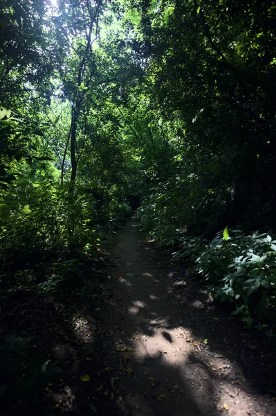 Sentier Milieu Une Forêt Avec Lumière Soleil Passant Travers Couvert — Photo