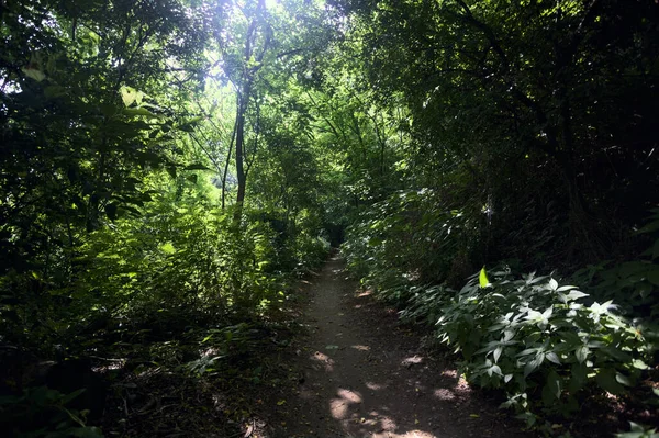 Ścieżka Środku Lasu Światłem Słonecznym Przechodzącym Przez Korony Drzew Nad — Zdjęcie stockowe