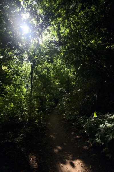 stock image Trail in the middle of a forest with sunlight passing through the tree canopy above it on a sunny day in the italian countryside