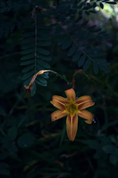 Помаранчева Жовта Лілія Лісі Видно Близько — стокове фото