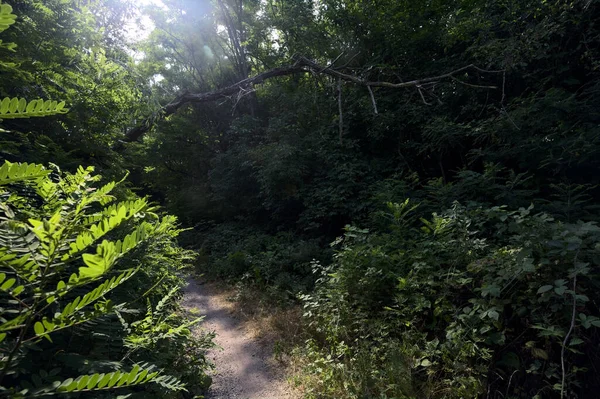 在意大利乡间的一个阳光明媚的日子里 漫步在森林中央 阳光穿过树冠 穿过树冠 — 图库照片