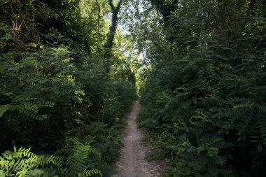 İtalya kırsalında güneşli bir günde, ormanın ortasında bitkiler ve çalılar arasındaki dar patika.